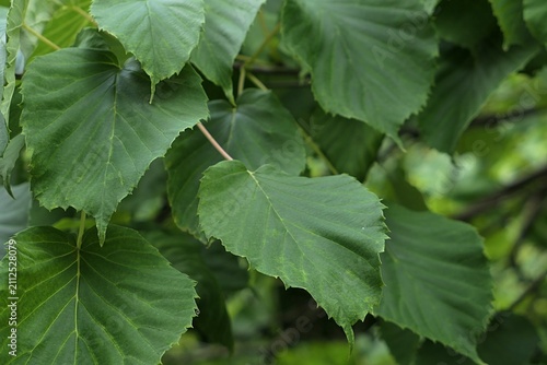 Oval papery leaves on branch tip of asian broadleaf tree Camptotheca acuminata, native to north Vietnam and southern China, used for production of chemoteraphy drugs as a source of camptothecin. 
