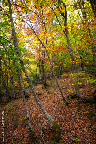 path in autumn forest