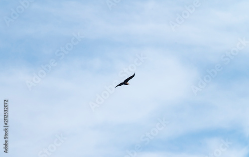 vulture in the sky