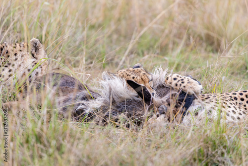 Принти на полотні Two cheetahs feeding on antelope prey in Masai Mara