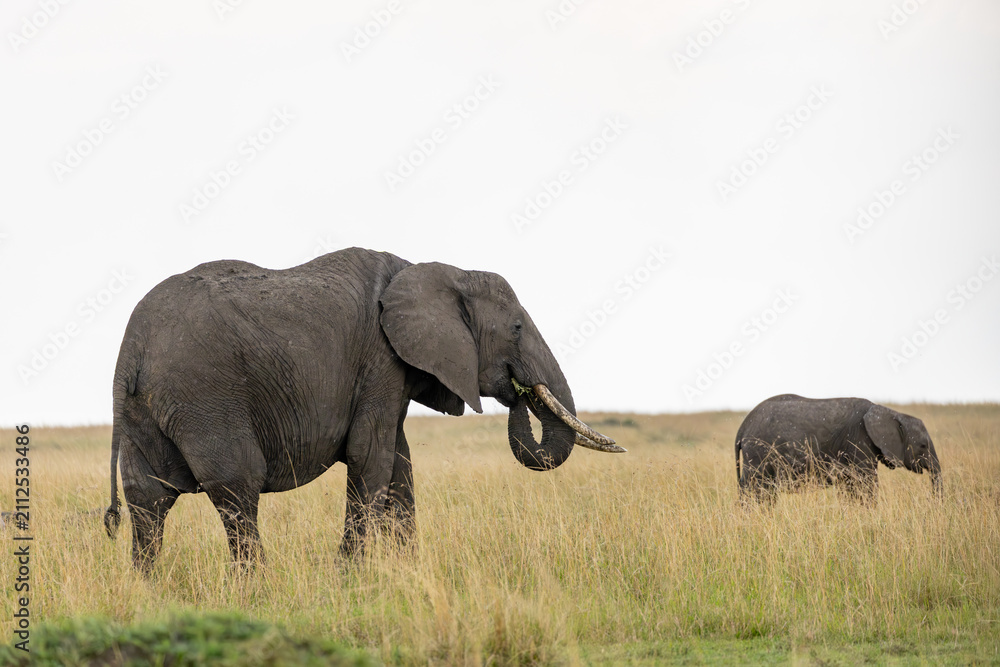 Fototapeta premium African elephants walking across Masai Mara grassland