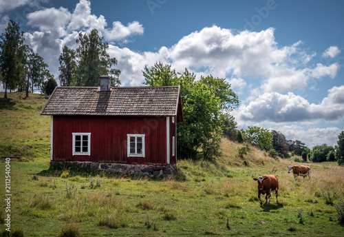 Red wooden house and a cow in Sweden sunny day