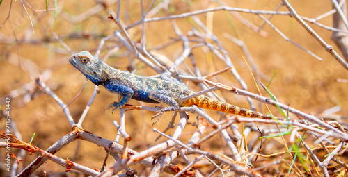 Photography The blue agama sits in ambush on sand and branches and hunts for insects