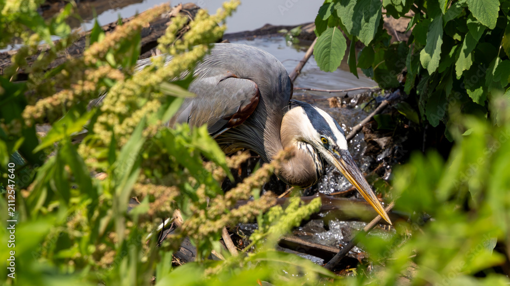 Fototapeta premium Great blue heron hunting from a partially hidden perch