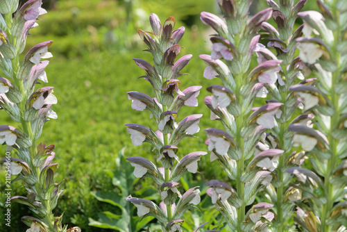 Картината върху платно Acanthus plant with flower spikes in a summer garden