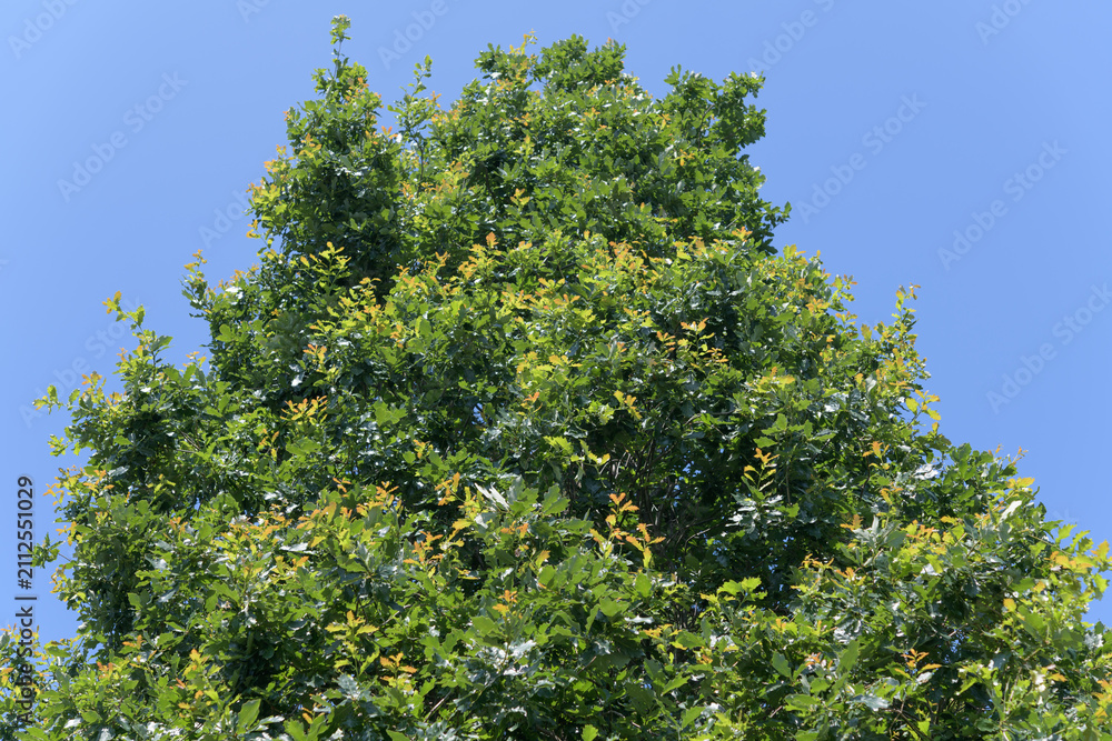 Fototapeta premium oak tree on a blue sky in summer