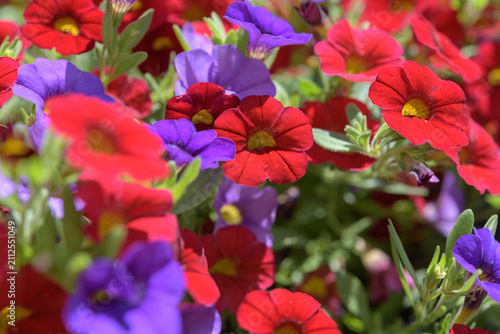 macro of calibrachoa, commonly known as a mini-petunia or million bells, featuring vibrant red petals with a distinct yellow throat