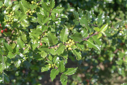holly shrub in summer