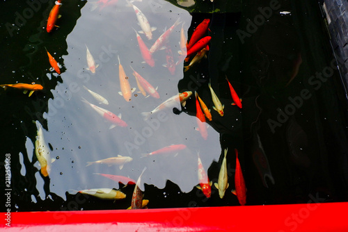 Obraz na płótnie Colorful fancy carp fish (koi fish) in a garden pond in Japan,nishikigoi or orange carp and Red bridge and pond in Japanese garden
