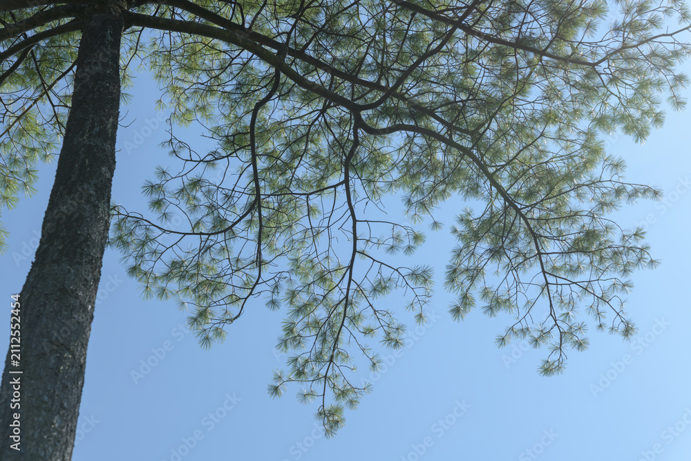 Fototapeta premium tree branches against blue sky