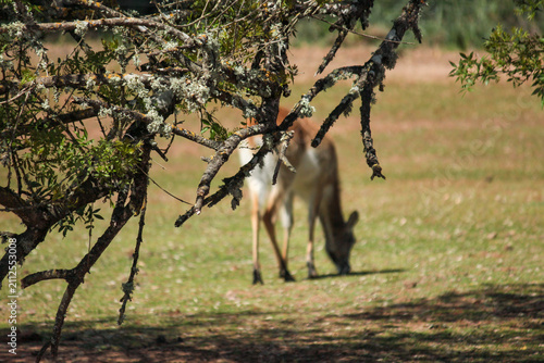 fundo natureza com desfoque