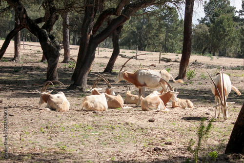  Órix-de-cimitarra (Oryx dammah)