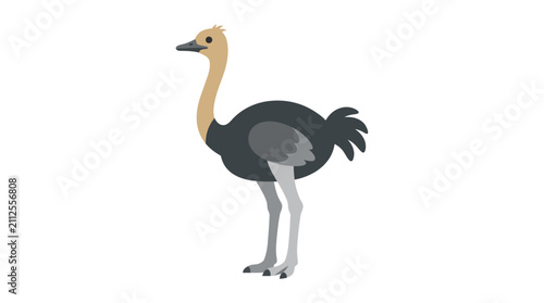 Konstfotografi Grey ostrich bird walking profile isolated on white.