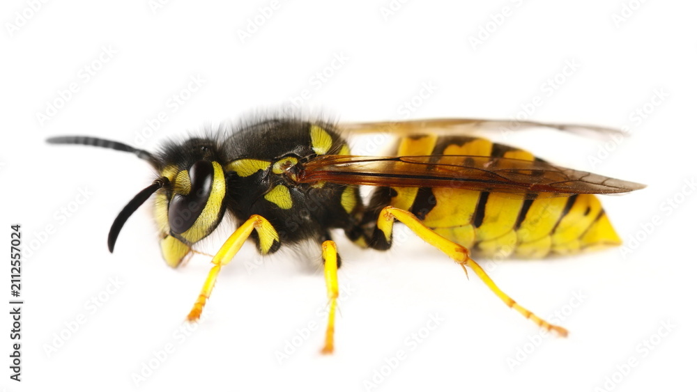 Naklejka premium Common wasp, Vespula vulgaris, European wasp isolated on white background