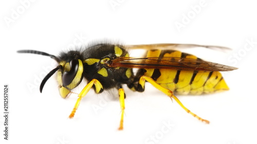 Common wasp, Vespula vulgaris, European wasp isolated on white background