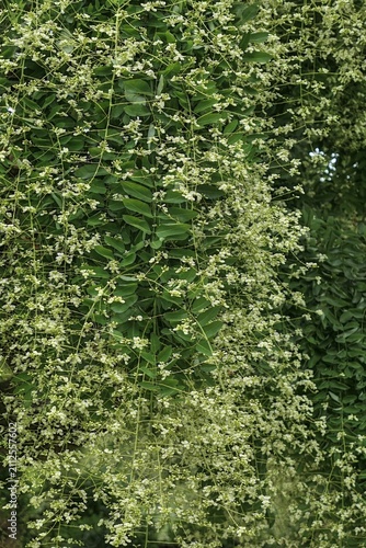 Vertically hanging branches with dense pendulous racemes of flowers on Chinese Scholar tree, also called Japanese Pagoda Tree, latin name Styphnolobium japonicum, blossoming in garden during summer. 
