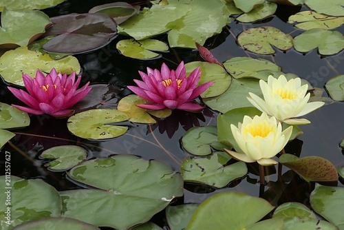 Canvas Print Two crimson and two creamy yellow Water Lily flowers of Nymphaea genus, possibly Nymphaea Candida, growing in garden pond during summer cloudy day