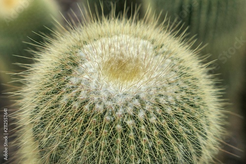Massive spiky tip of Lemon Balm Cactus, also called Golden Ball Cactus or Tower Cactus, latin name Parodia Leninghausii, growing in dry greenhouse during summer cloudy day. 