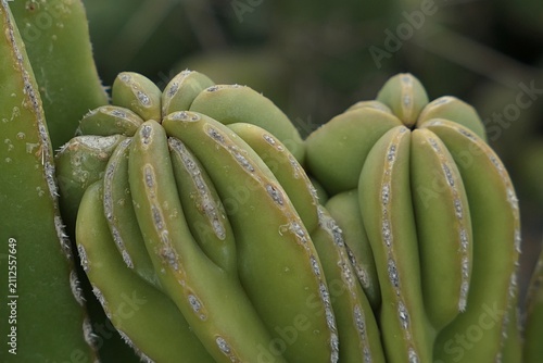 Two tips of mature Cereus cactus plants, native to South America, growing in dry greenhouse in garden. 