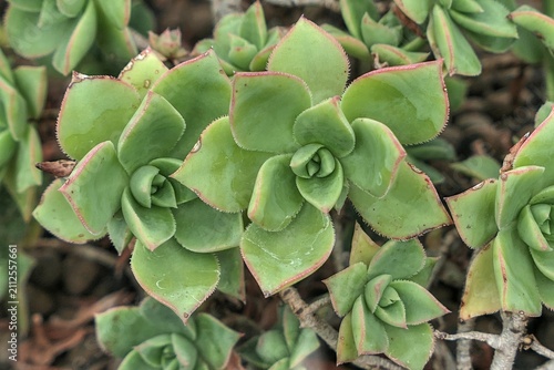 Rosette shaped leafage of Pinwheel plant, also called Haworth's aeonium, latin name Aeonium haworthii, native to Canary Islands, growing in dry greenhouse in garden. 