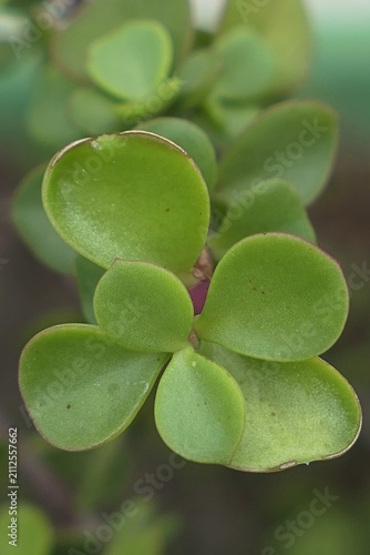 Front view of thick leaves of Elephant Bush plant, also called porkbush or purslane tree, latin name Portulacaria Afra.