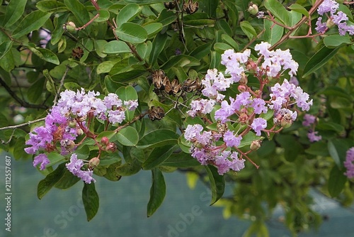 Summer branches with dense clusters of lovely pink flowers on Queens Crepe-myrtle tree, also called Pride Of India or Banabá plant, latin name Lagerstroemia speciosa. Growing in park during summertime