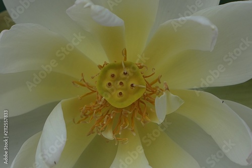 Beautiful creamy white flower center of lotus plant, Nelubmo genus, cultivar Chawan Basu.