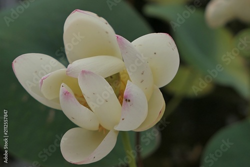 Creamy white flower of lotus plant of Nelubmo genus, cultivar Chawan Basu, with purple petal tips.. Growing in pond during summer cloudy day. 