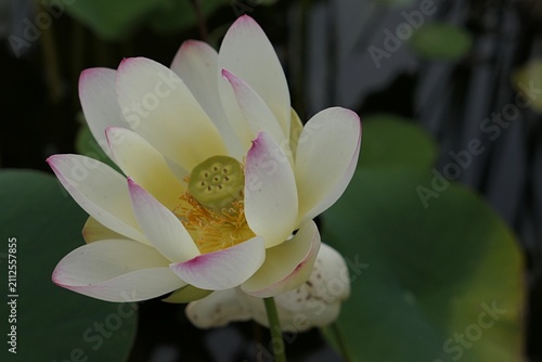 Creamy white blossoming flower of lotus plant of Nelubmo genus, cultivar Chawan Basu, with purple petal tips.. Growing in pond during summer cloudy day. 
