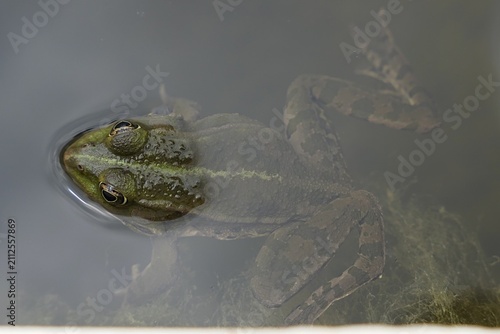 Side view of mature Edible frog, also called Green frog or Common water frog, latin name Pelophylax kl. esculentus, submerged in summer garden pond with head above water, sunlit by cloudy daylight. 
