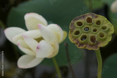 Green to brown small seed pod and white blossoming flower in background of lotus plant of Nelubmo genus, cultivar Chawan Basu. Growing in pond during summer cloudy day. 
