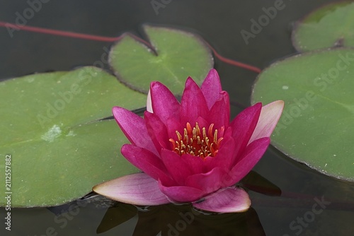 Purple coloured flower and green characteristic leaves of  aquatic plant Water Lily of Nymphaea genus, most likely Nymphaea Bateau cultivar, blossoming during cloudy summer day in pond in a park.