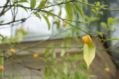 Obraz na plátně kumquat fruits growing on citrus tree branches close up