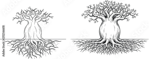 Fotografie Vintage baobab tree sketch with roots, hand drawn botanical illustration of afri