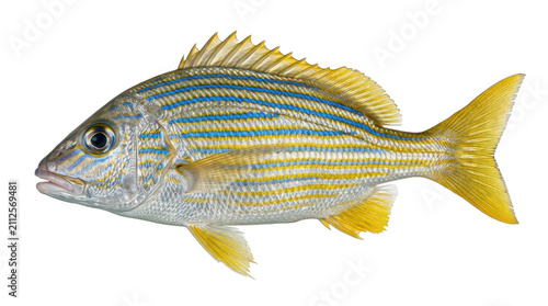 Bluestriped grunt fish specimen with yellow fins and blue stripes on transparent background marine life ocean