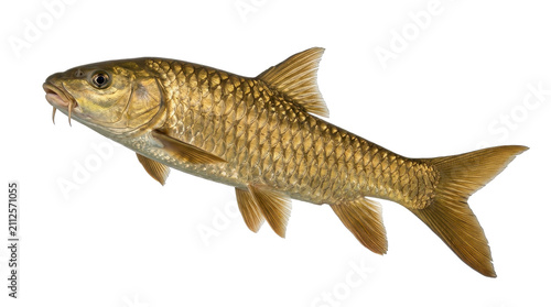 Golden mahseer fish detailed scales and fins isolated aquatic animal on transparent background tor putitora freshwater