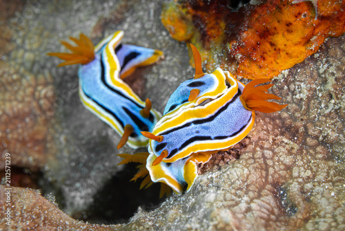 Quadro su tela Nudibranch family @ Romblon Island, The Philippines