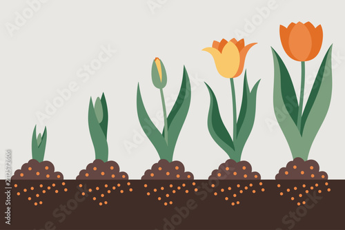 Quadro su tela Un plano que muestra el ciclo de vida de una planta de tulipán creciendo desde u