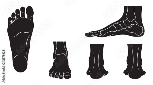 Fotografie Human Foot Anatomy Silhouettes With Skeletal Detail Silhouette