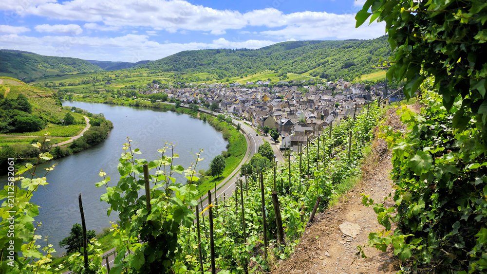 Obraz premium The beautiful Mosel river and town of Bremm, Germany through green vineyards during summer