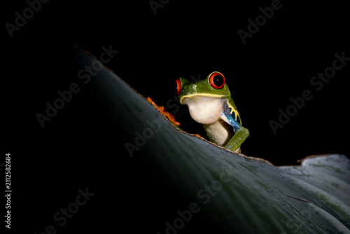 Red-eyed tree frog perched on a tropical leaf, close-up wildlife portrait with dramatic black background