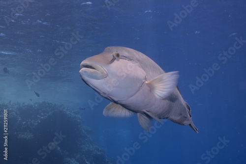 Napoleon Wrasse close-up in the Red Sea Egypt