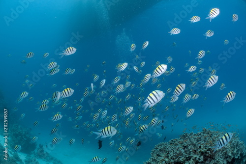 Large school of Sergeant Major fish in the Red Sea Egypt