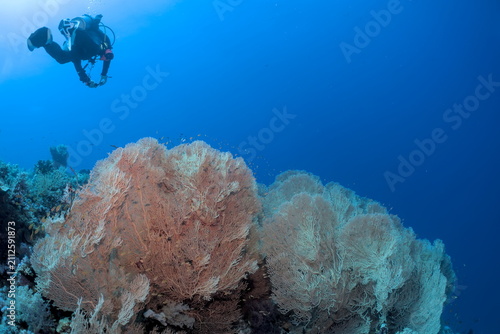 Giant Gorgonian coral in the Red Sea Egypt