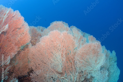 Giant Gorgonian coral in the Red Sea Egypt