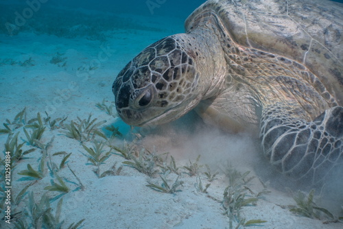 Close-up of a green sea turtle eating grass in the Red Sea Egypt