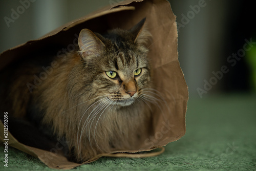 Fluffy Tabby Cat Hiding in a Brown Paper Bag