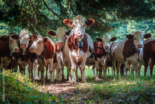 Providential meeting with Montbéliarde cows under the trees in the Jura mountains - France