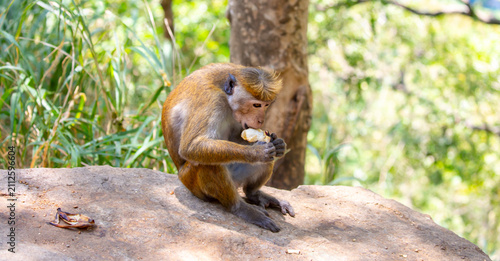 Canvas Print A macaque monkey sits on a tree in the jungle
