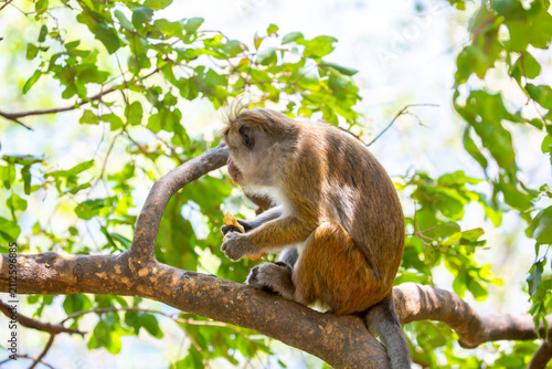 Photography A macaque monkey sits on a tree in the jungle